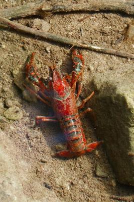 Read Online Crawfish in the Wild Journal: 150 Page Lined Notebook/Diary -  | ePub