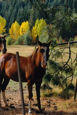 Download Journal Horses Yellow Fall Trees Equine: (Notebook, Diary, Blank Book) -  | PDF