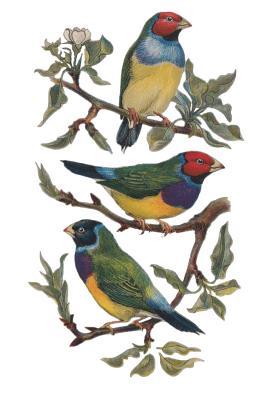 Read 90 Day Health Journal a Personal Health Log with Prompts: Vintage Birds Cover Design - Smartly Bound | PDF