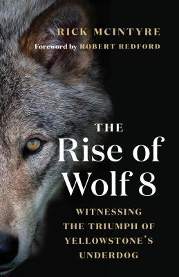 Full Download The Rise of Wolf 8: Witnessing the Triumph of Yellowstone's Underdog - Rick McIntyre | PDF